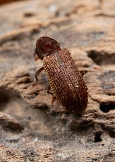 APHOTOFAUNA  Beetles  Superfamily Bostrichoidea (Coleoptera Images)