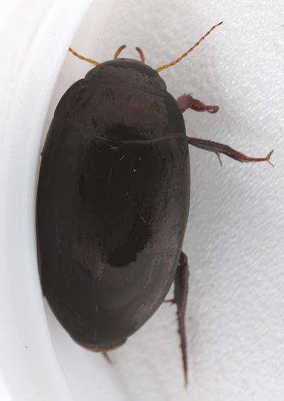 Aquatic and Semi-aquatic Beetle Images Coleoptera UK