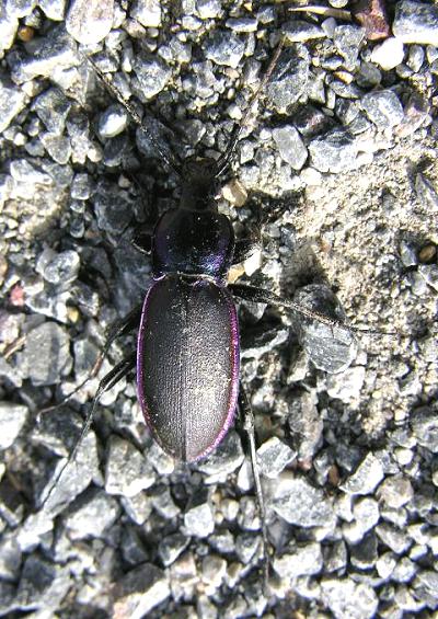 Beetles Superfamily Caraboidea Coleoptera Images UK