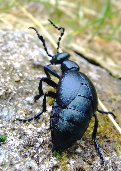 Oil Cardinal False Flower Darkling Beetles Superfamily Tenebrionoidea Coleoptera Images UK
