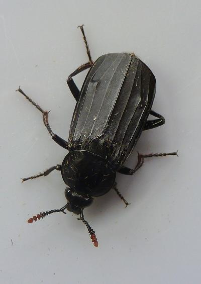 Carrion Rove Staphylinid Beetles Superfamily Staphylinoidea Coleoptera Images UK