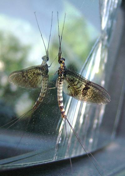 Mayfly Ephemeroptera Images UK