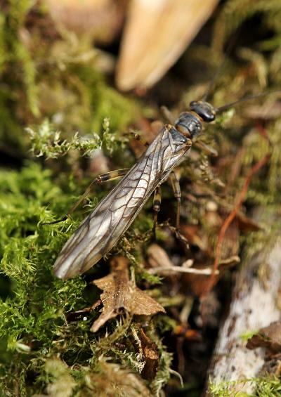 Stonefly Plecoptera Images UK