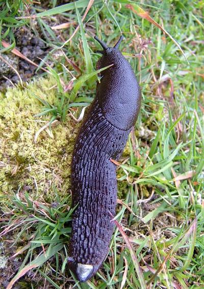 Slug Mollusc Images UK