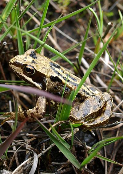 Frog Toad and Newt Amphibian Images UK