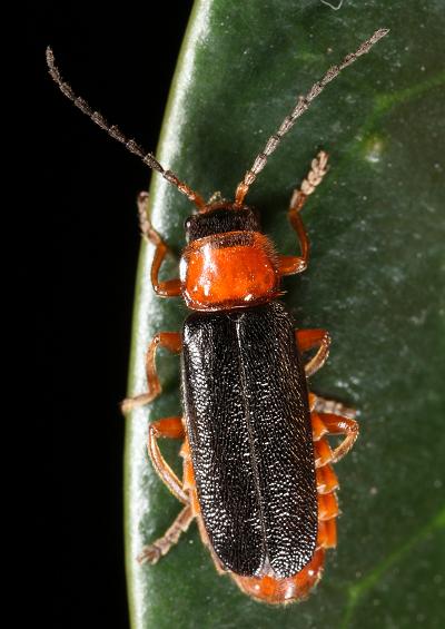 Soldier Skipjack Click Beetles Superfamily Elateroidea Coleoptera Images UK
