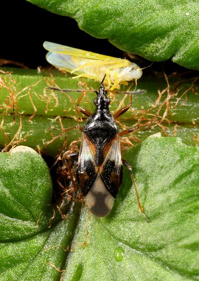 True Bug Heteroptera Images UK