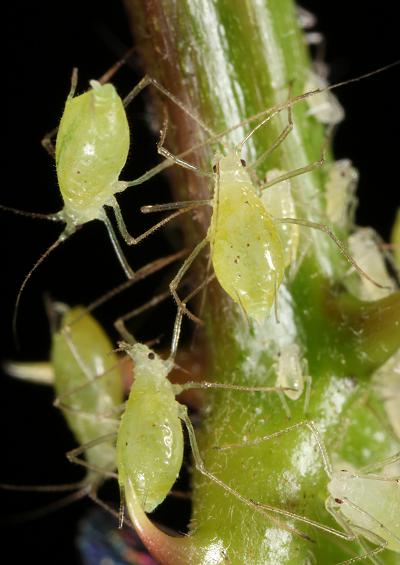Bug Homoptera Images UK