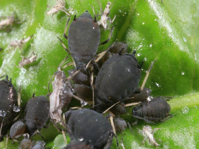 Aphis fabae Black Bean Aphid on Spindle Bugs Homoptera Images