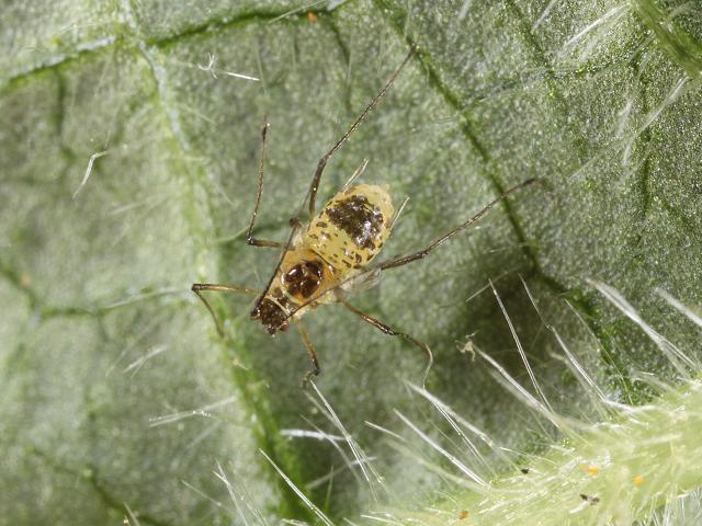 Cryptomyzus stachydis korschelti Woundwort Aphid Bugs Homoptera Images