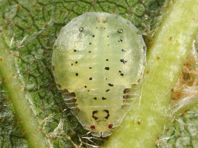 Crypturaphis grassii Italian Alder Aphid Bugs Homoptera Images