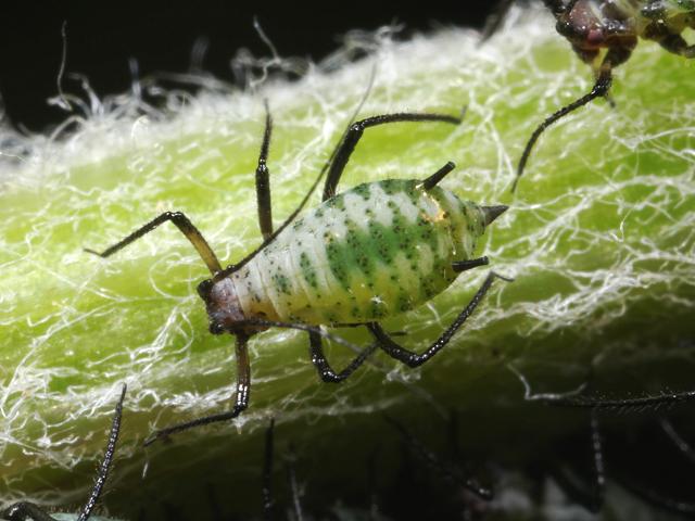 Macrosiphoniella millefolii Yarrow Aphid Bugs Homoptera Images