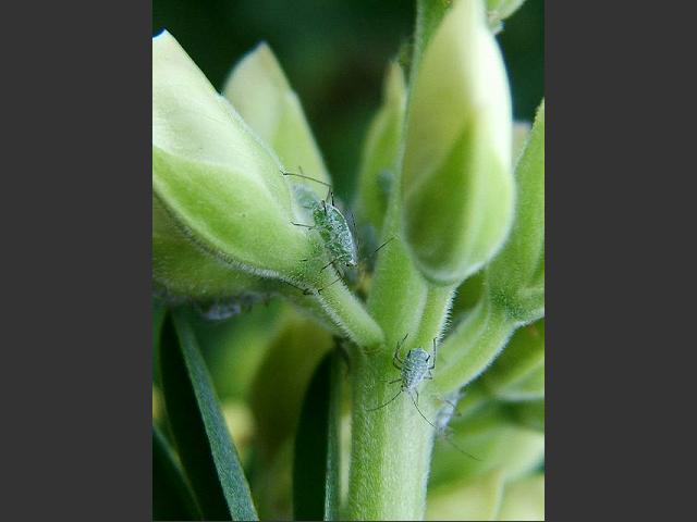 Macrosiphum albifrons Lupin Aphid Bugs Homoptera Images