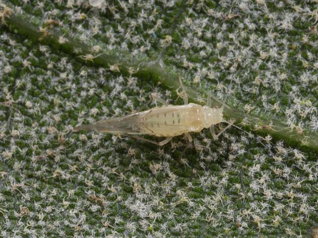 Myzocallis schreiberi Holm Oak Aphid Bugs Homoptera Images