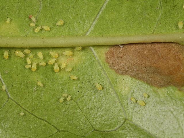 Myzus ligustri - Privet Aphid (Bugs - Homoptera)