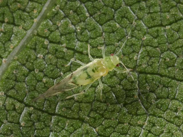 Pterocallis alni Alder Aphid Bugs Homoptera Images