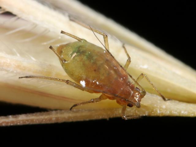 Sitobion fragariae Blackberry grass aphid Bugs Homoptera Images