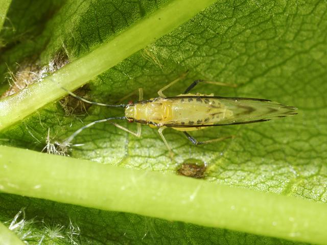Eucallipterus tiliae Linden Lime tree Aphid Bugs Homoptera Images