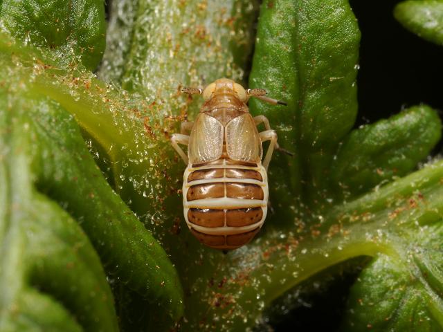 Ditropis pteridis Planthopper Bugs Homoptera Images
