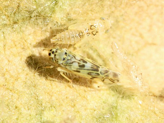 Eupteryx melissae Sage Leafhopper Bugs Homoptera Images