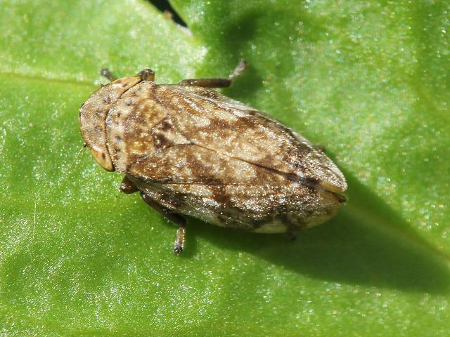 Philaenus spumarius Common Froghopper Bugs Homoptera