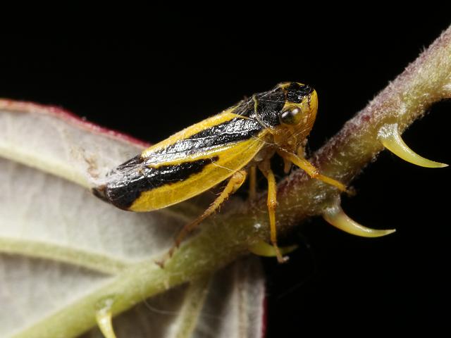 Evacanthus interruptus Leafhopper Leafhopper Bugs Homoptera Images
