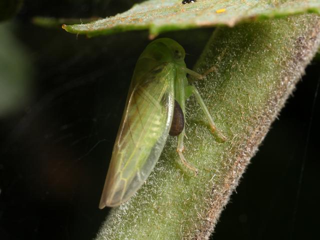 Idiocerus species Leafhopper Images