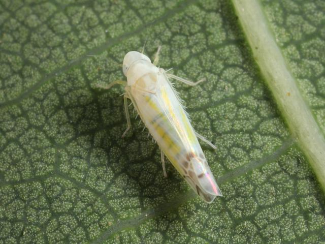 Ribautiana tenerrima Leafhopper Bugs Homoptera Images