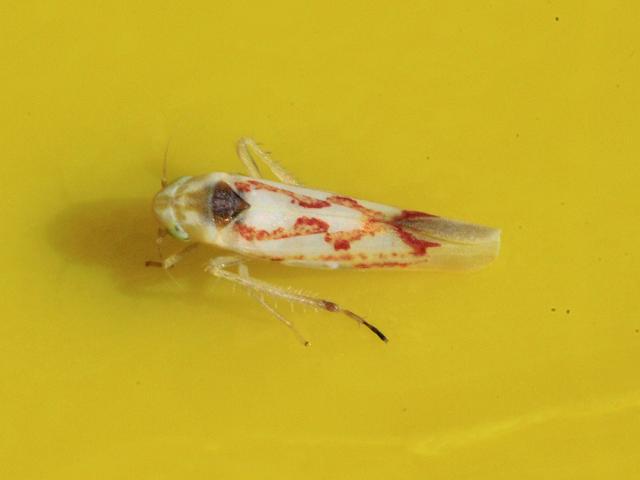 Zygina flammigera Leafhopper Images