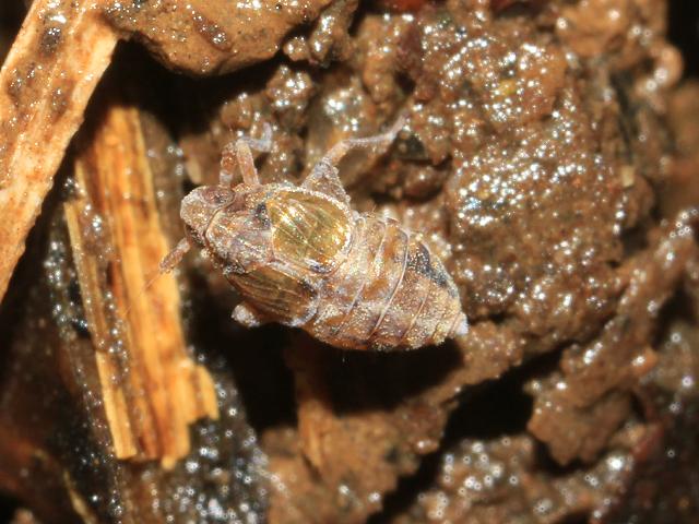 Megamelodes quadrimaculatus Planthopper Bugs Homoptera Images