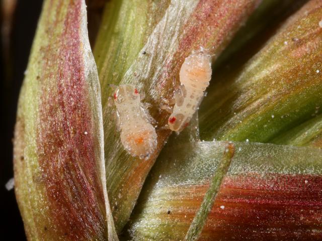 Livia junci juncorum Tassel Jumping louse gall Juncus rush Psyllid Bugs Homoptera Images