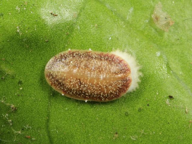 Pulvinaria floccifera Cottony Camellia Scale Insect Bugs Homoptera Images
