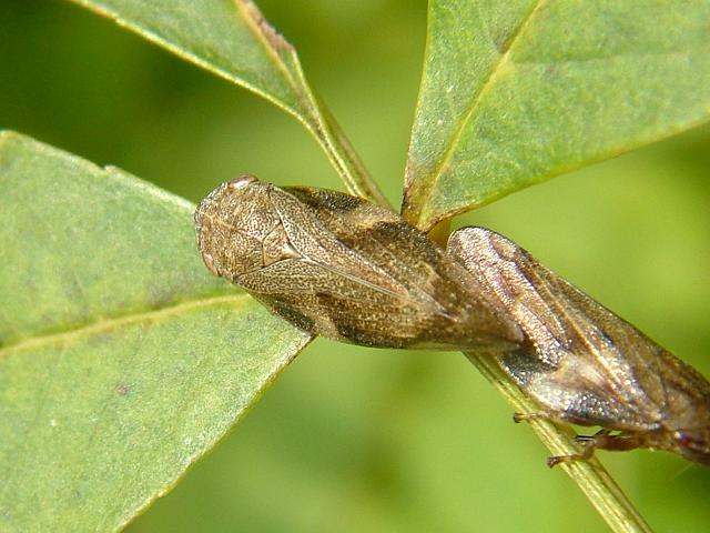 Aphrophora alni Alder Spittlebug Froghopper Bugs Homoptera images