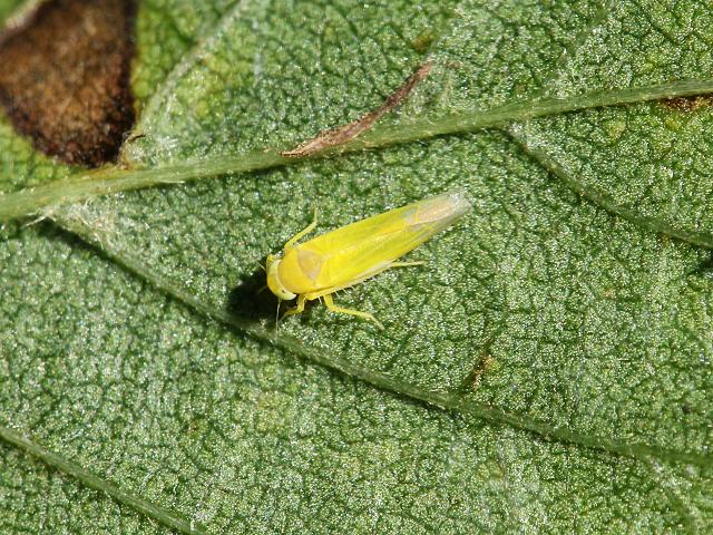 Edwardsiana species Leafhopper Images