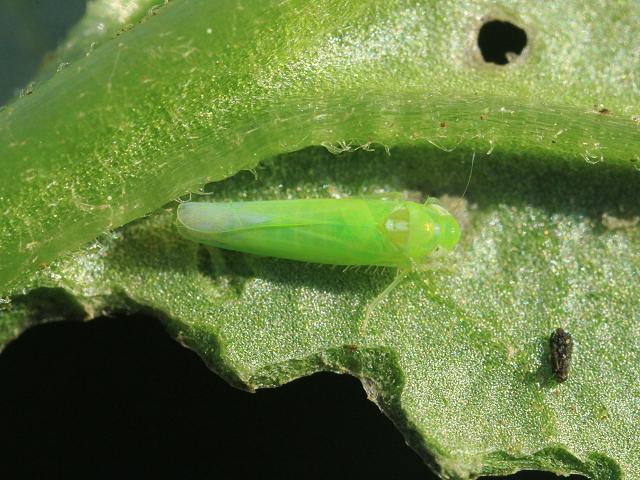 Empoasca decipiens Leafhopper Images