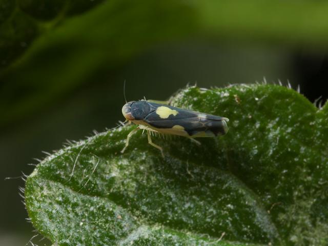 Eupteryx vittata Leafhopper Leafhopper Bugs Homoptera Images