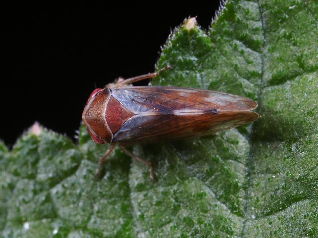 Oncopsis alni Leafhopper Leafhopper Bugs Homoptera Images