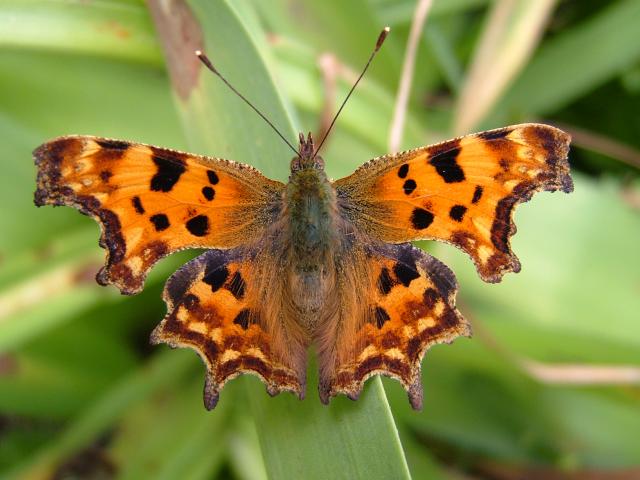 Polygonia c album Comma Butterfly