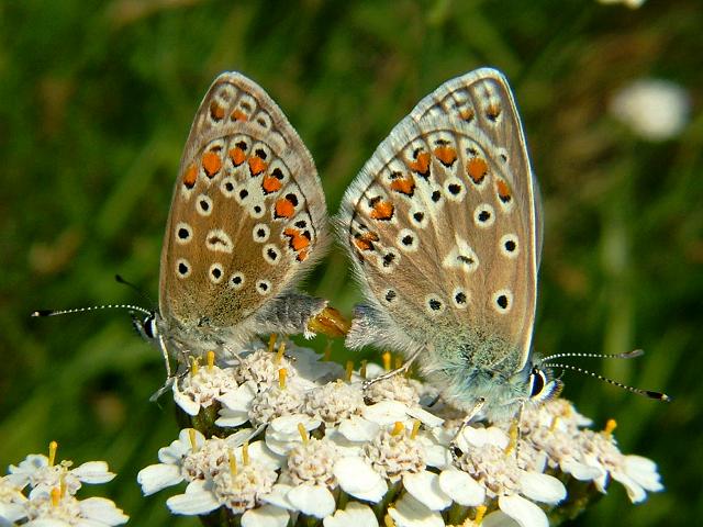 Polyommatus icarus Common Blue Butterfly