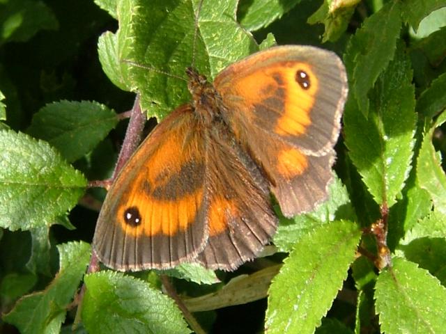 Pyronia tithonus Gatekeeper Butterfly