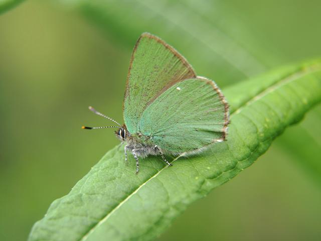 Callophrys rubi Green Hairstreak Butterfly