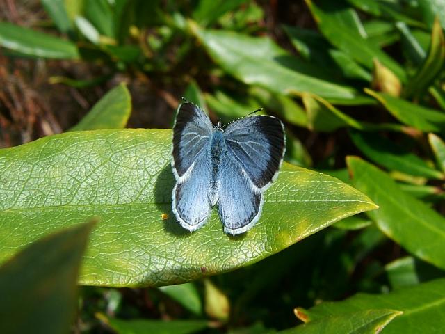 Celastrina argiolus Holly Blue Butterfly
