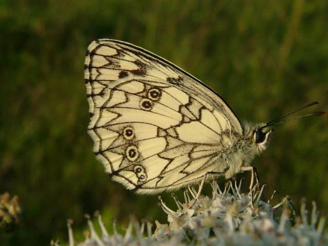Melanargia galathea Marbled White Butterfly