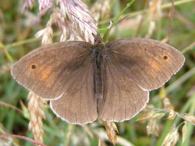 Maniola jurtina Meadow Brown Butterfly