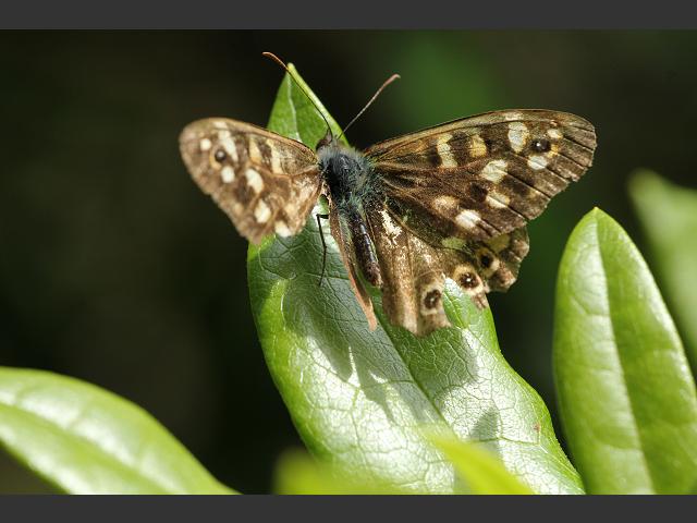 Pararge aegeria subspecies insula Speckled Wood Butterfly