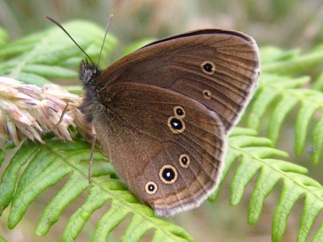Aphantopus hyperanthus Ringlet Butterfly