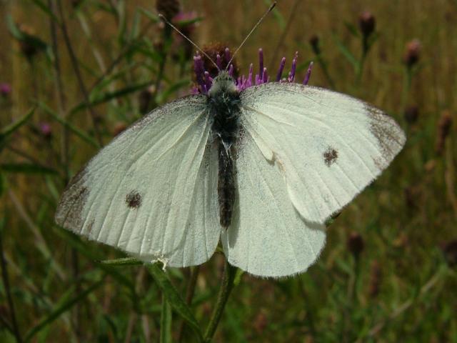 Artogeia rapae Small Cabbage White Butterfly