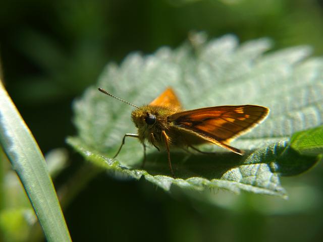 Thymelicus sylvestis Small Skipper Butterfly