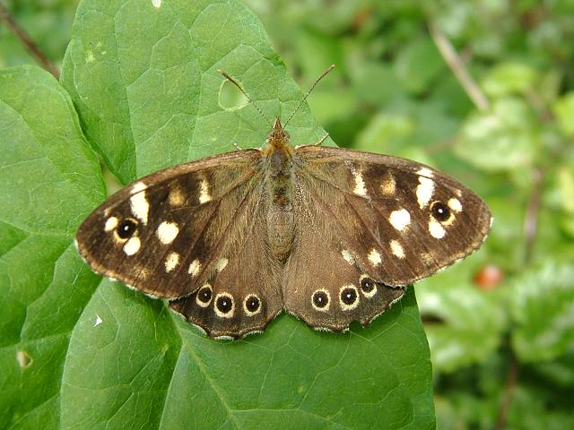 Pararge aegeria subspecies tircis Speckled Wood Butterfly