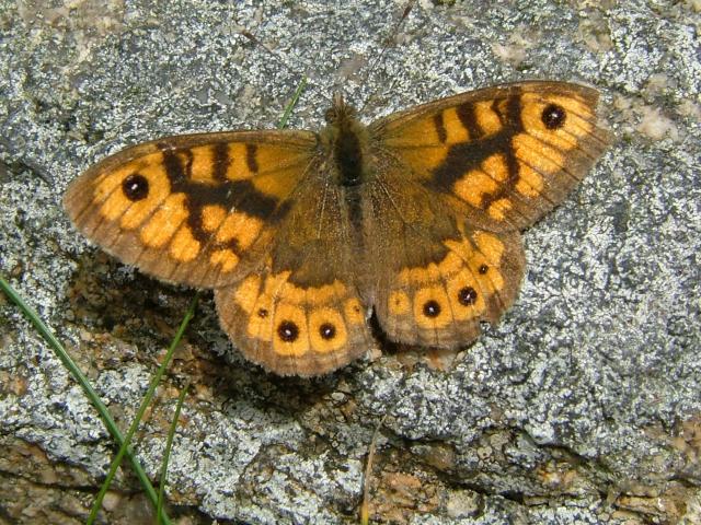 Lasiommata megera Wall Brown Butterfly